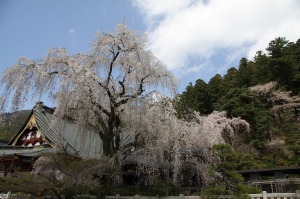 久遠寺の枝垂れ桜、樹齢400年 久遠寺の枝垂れ桜、樹齢400年